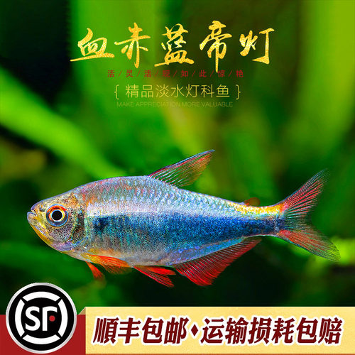 发色效果非常好的一种中高端灯鱼