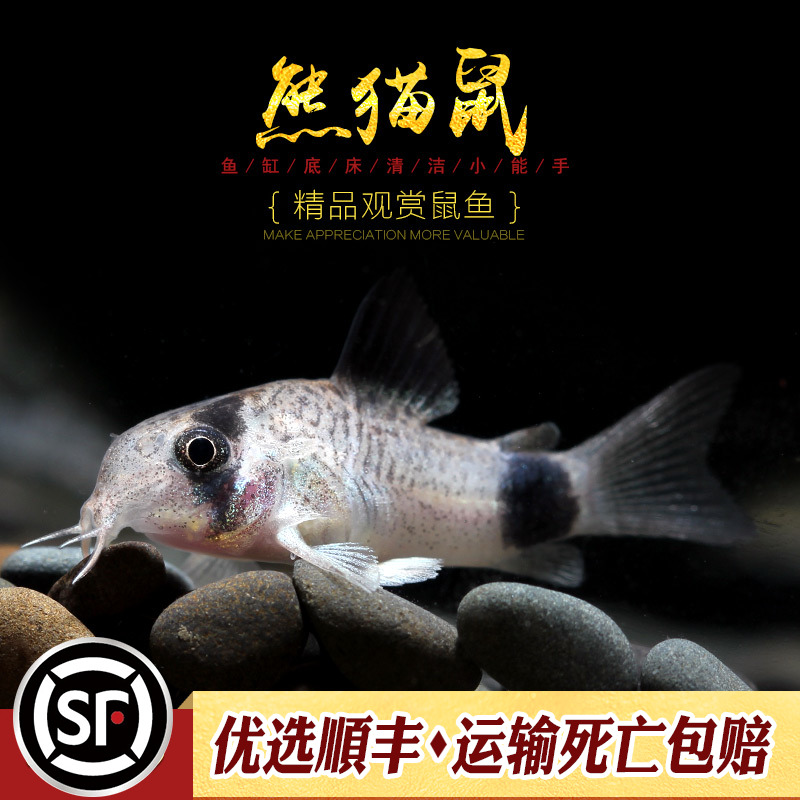 熊猫热带观赏垃圾鼠鱼很萌水族乡