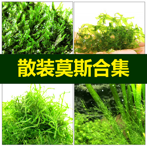 散装三角莫斯垂泪怪蕨阴性草懒人造景虾窝躲避屋水草绑线沉木定值 - 封面