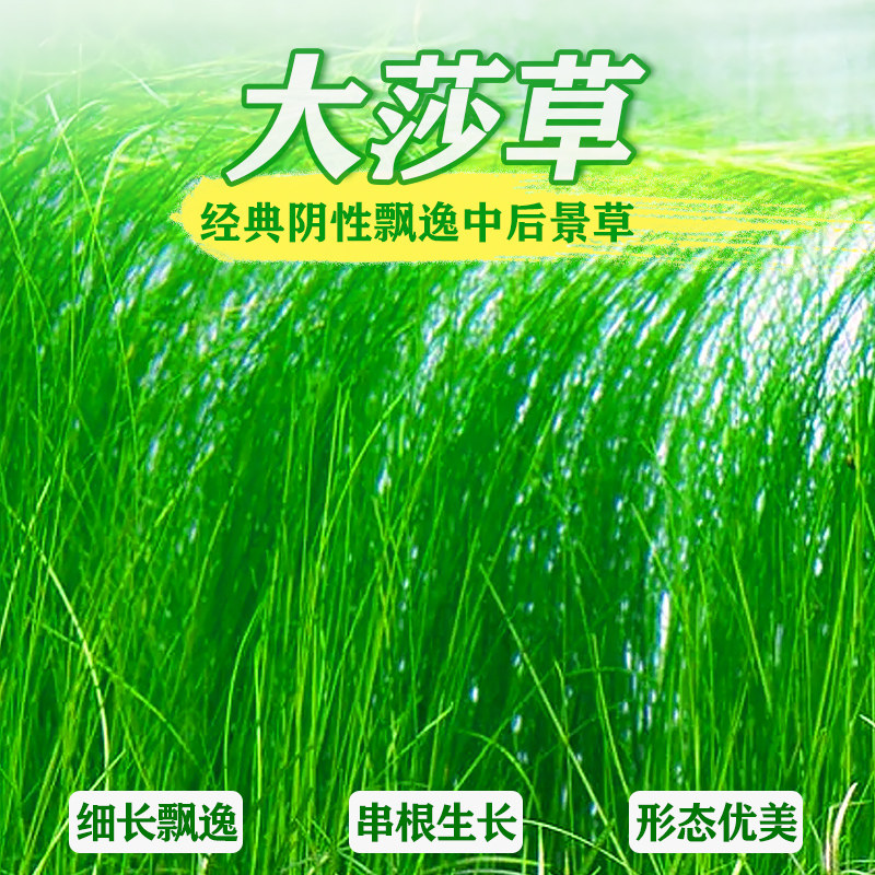 大莎草鱼缸后景草墨西哥线叶大古谷精仙人掌大沙草绿色真水草活体