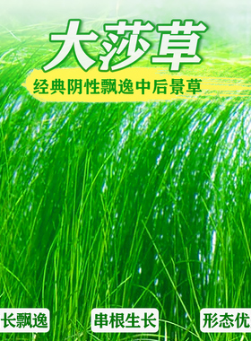 大莎草鱼缸后景草墨西哥线叶大古谷精仙人掌大沙草绿色真水草活体