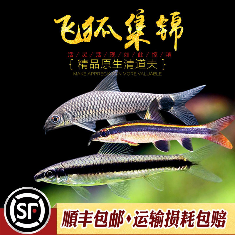 飞狐类工具鱼集锦黑线一线熊猫小猴金线飞狐草缸强效除藻利器活体