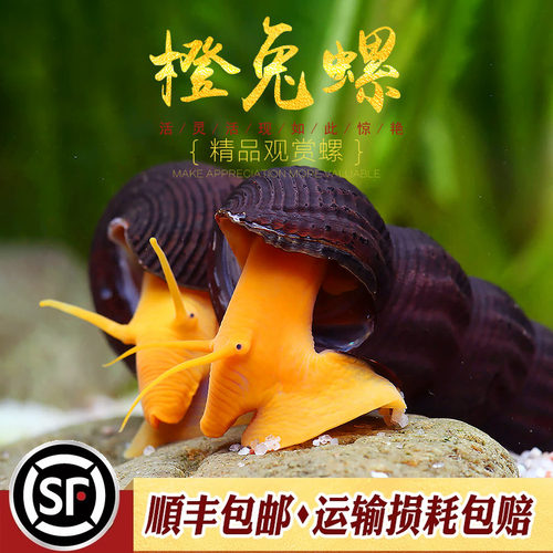 苏拉威西橙兔螺热带淡水草缸