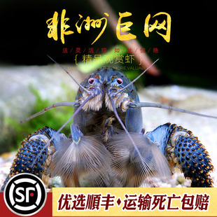 非洲巨型网球虾喀麦隆巨人盔甲蓝金刚宠物观赏大虾水草缸水族活体