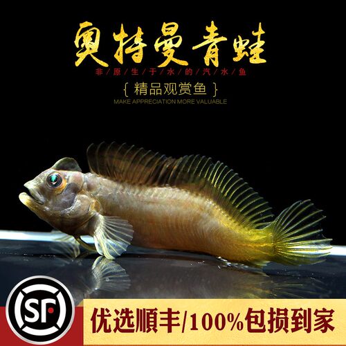 汽水鱼价格 汽水鱼图片 星期三 汽水鱼价格 汽水鱼图片 星期三