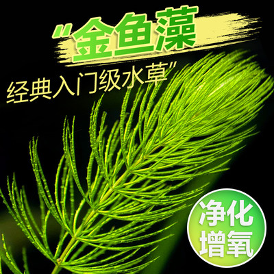 新手入门级绿色金鱼藻草