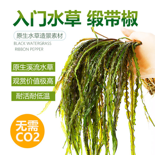 缎带椒草阴性草原生椒喷泉中后景