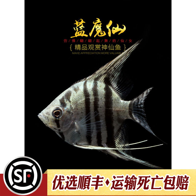 [水族乡]蓝魔仙 热带观赏宠物鱼水草缸蓝色神仙鱼蓝魔仙燕鱼活体