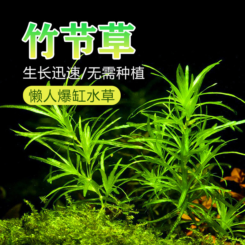 印度竹节草鱼缸造景水草中后景绿植小竹节青竹阴性草下缸躲避水草