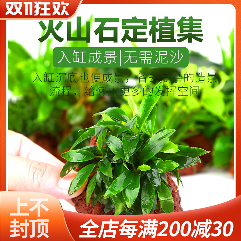 火山石定植集锦淡水鱼缸装饰水草懒人造景水榕莫斯前景中后景水草