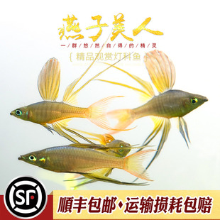 燕子美人鱼小型热带观赏鱼宠物鱼水草缸群游灯科鱼燕子鱼美人鱼儿