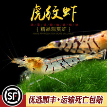虎纹虾原生米虾观赏虾淡水蜜蜂珍珠虎纹虾草缸除藻清洁工具虾活体