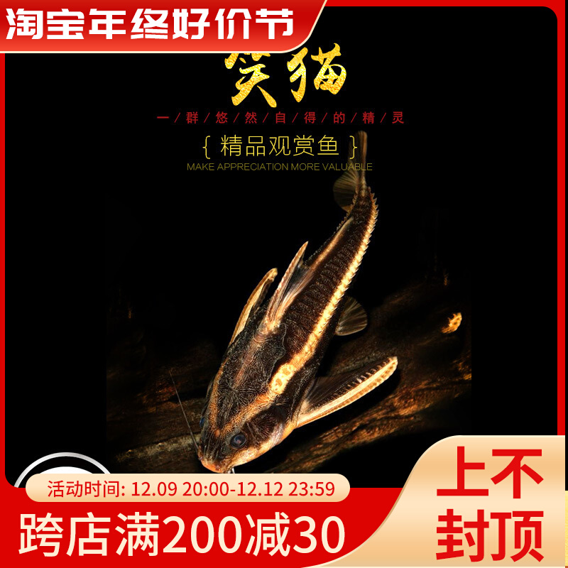 笑猫泰国进口老鼠鱼笑脸猫水族底层鱼清道夫热带观赏宠物鱼活体鱼