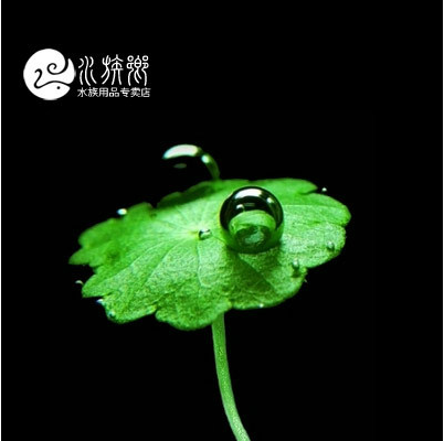 [水族乡]进口香菇草中后水草造景铜钱草水下叶很靓的鱼缸观赏水草
