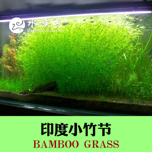 竹节草中后景阴性草好养鱼缸造景