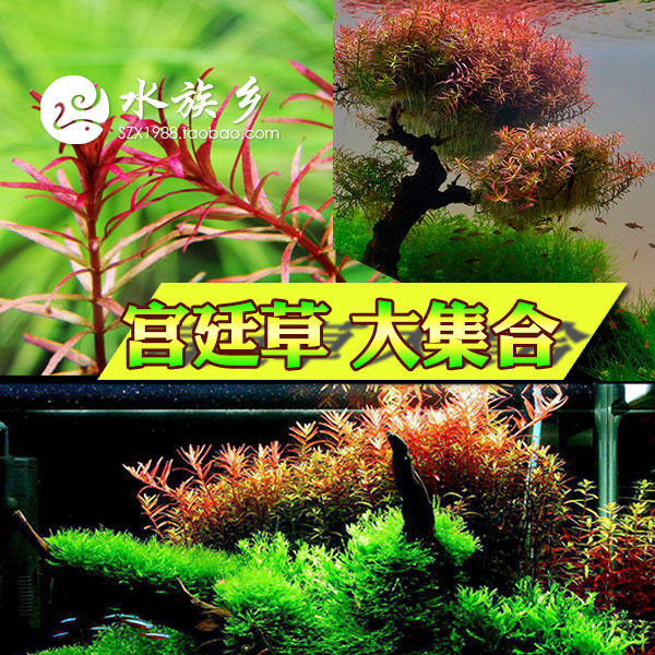 [水族乡]宫廷草集合红宫廷绿宫廷粉红宫庭草鱼缸后景水草鱼缸造景
