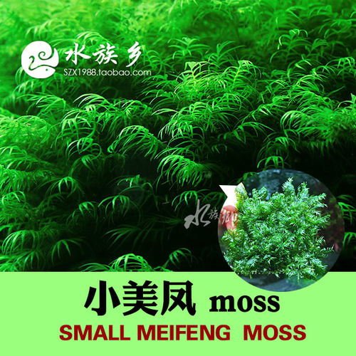 小美凤迷你美凤水草moss网片定植鱼虾缸水草缸凤尾莫丝新手水下草 - 封面