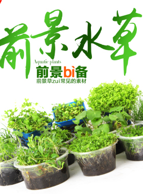 鱼缸前景水草迷你矮日本矮小牛毛爬地珍珠叉柱花挖耳草天胡荽活体