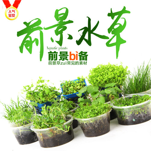 鱼缸前景水草迷你矮日本矮小牛毛爬地珍珠叉柱花挖耳草天胡荽活体 - 封面