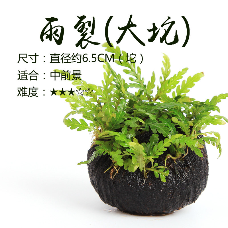 雨裂水草羽裂水蓑衣依蝶水族百搭中后景造景可绑沉木石头阳性水草