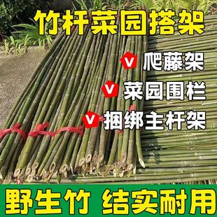 竹竿菜园搭架豆角黄瓜爬藤架篱笆围栏旗杆长杆竹子瓜果支撑支架