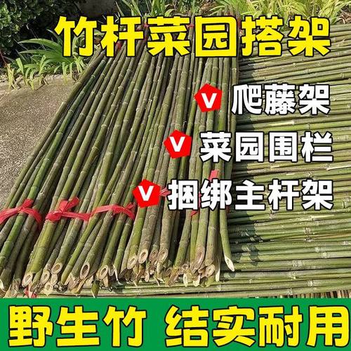 竹竿菜园搭架豆角黄瓜爬藤架篱笆围栏旗杆长杆竹子瓜果支撑支架