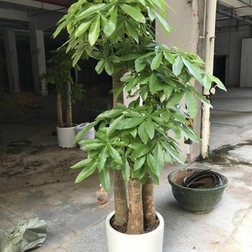 同城开业乔迁绿植步步高发财树