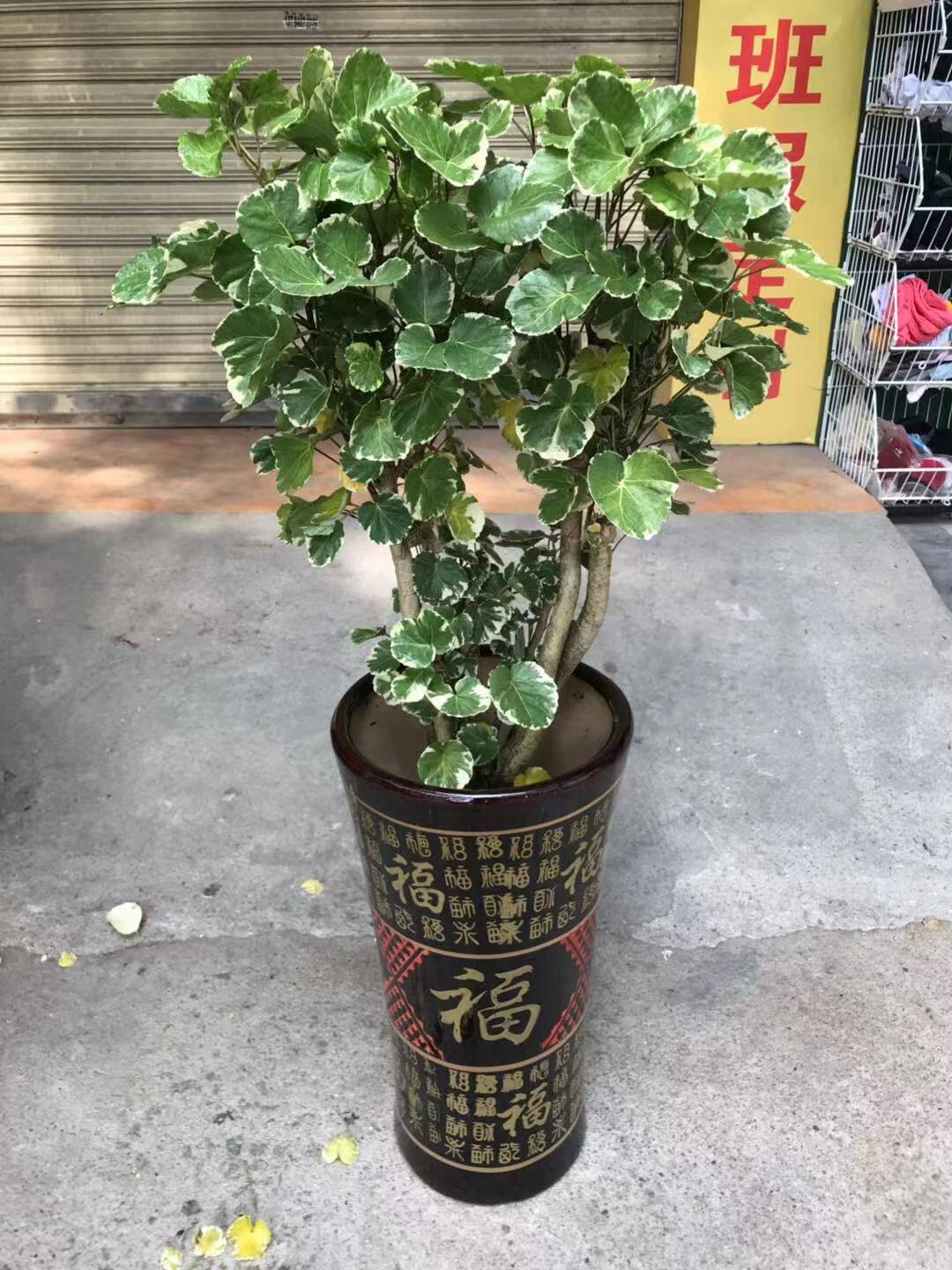 佛山家居办公室大型绿植 金钱多多盆栽 寓意好养 花卉 送货上门