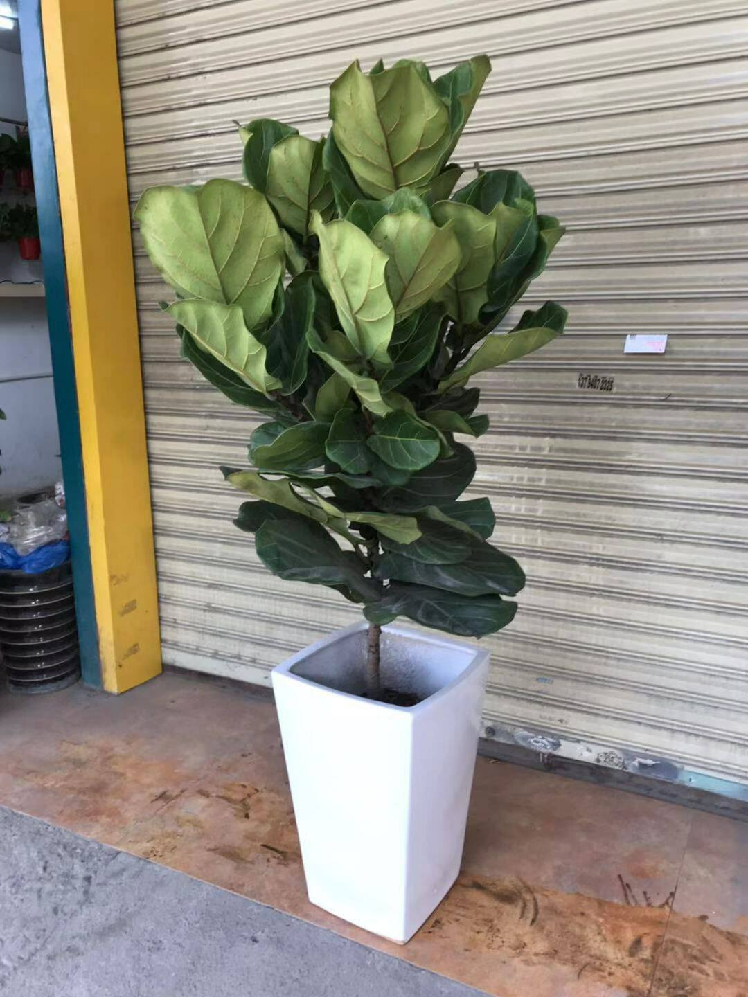 网红绿植琴叶榕铁扇公主大叶招财盆栽可送货开票佛山室内植物租赁