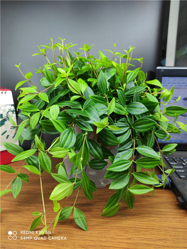佛山家居吊兰植物盆栽 金边翡翠桌面绿植