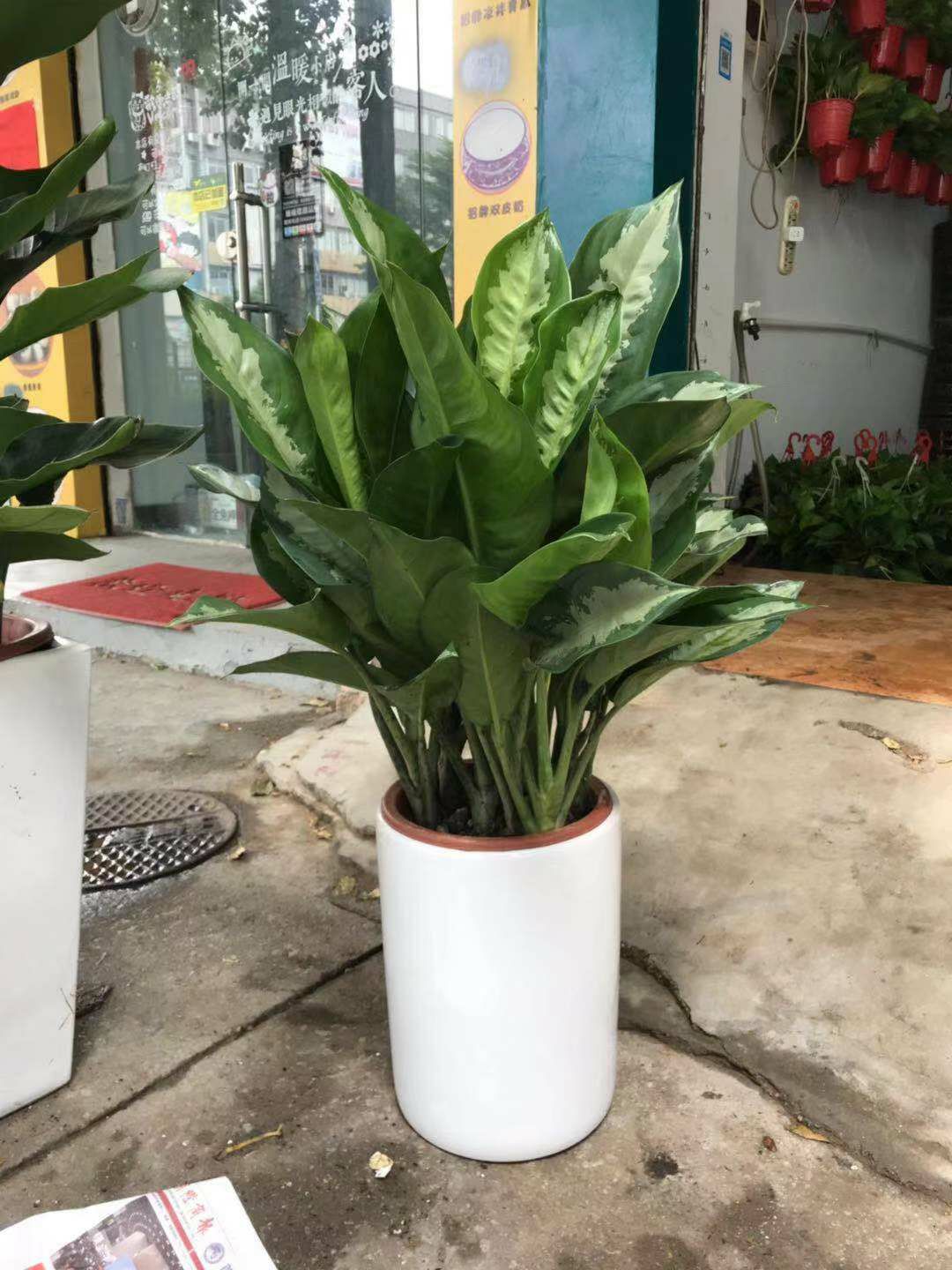 佛山大型办公室花卉  雅丽皇后盆栽  室内好养 植物租摆 可送货