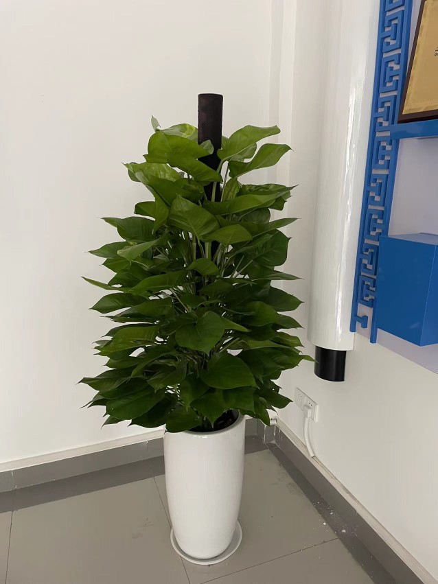 大葉綠蘿柱佛山辦公家居室內(nèi)大型植物盆栽祛味懶人好養(yǎng)活1.51.8米