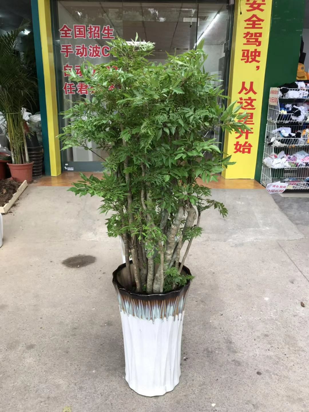 佛山办公室家居大型绿植 福禄桐 福禄寿盆栽 招财好寓意 开业送礼