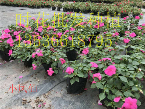 绿化洋凤仙花苗海棠花