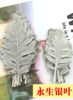 永生花DIY活动配材银叶菊