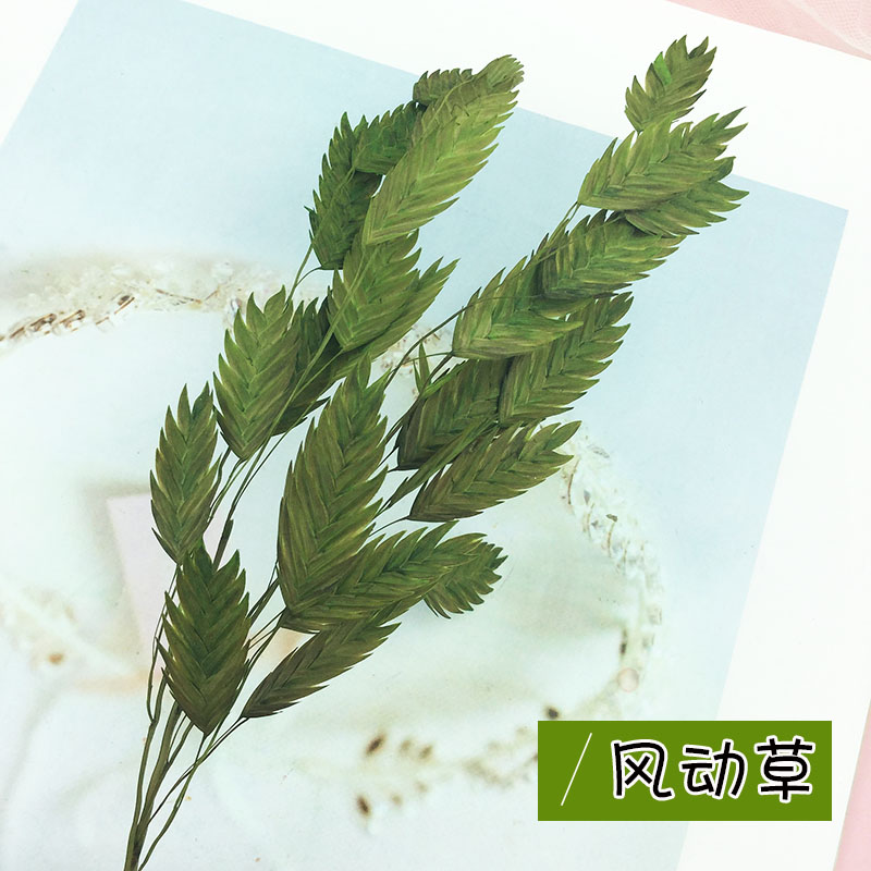 花掌柜diy风动草小清新情人节干花束小盼草保鲜永生花家居装饰钻