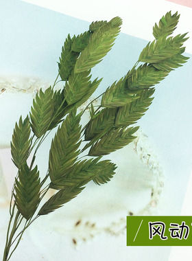 diy风动草小清新花束小盼草装饰