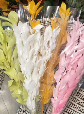 永生花花桔叶真花花材插画拍摄道具橘叶保鲜花叶子花艺装饰花卉