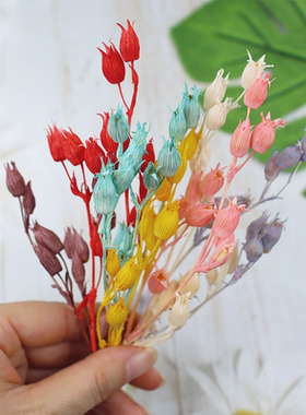蝇子草干花干果ins风迷你小花材