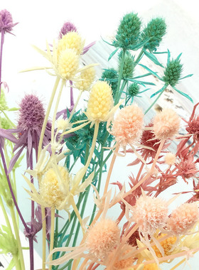 永生刺芹情人果玻璃罩DIY材料