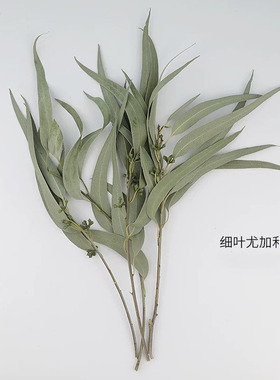 尤加利插花瓶干花细叶米果
