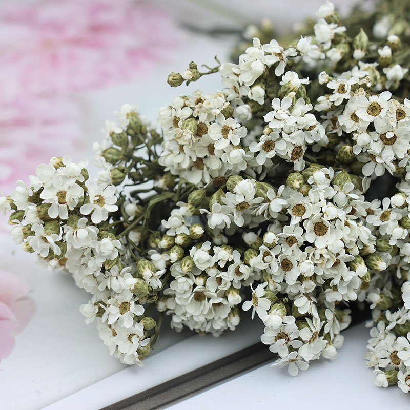 520永生花黛西白梅保鲜小雏菊婚礼鞋盒花束diy情人节新年礼盒配材