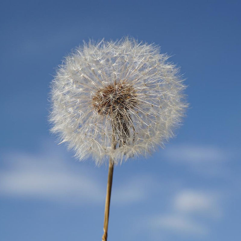 情人节永生花彩色蒲公英干花滴胶花材料包diy装饰花盒标本玻璃罩-封面