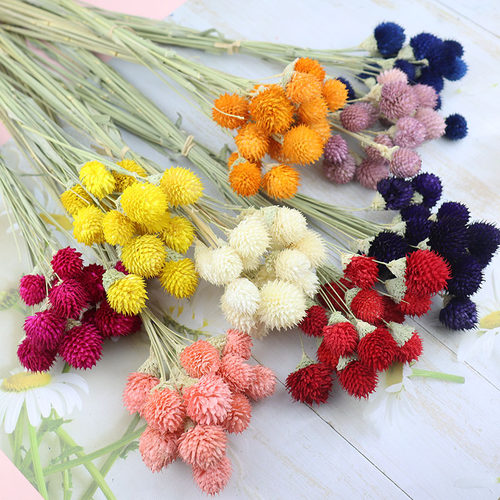 草莓果宝石花diy永生花材料手工