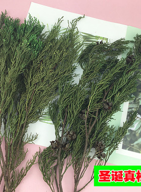 干松枝天然永生花花掌柜Diy手工