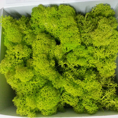 永生驯鹿苔藓无杂质diy苔藓墙