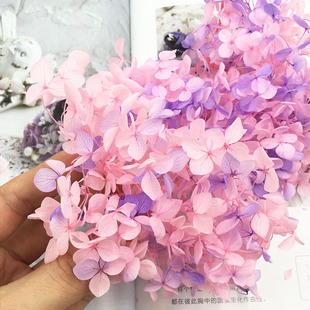 花掌柜A级安娜小叶绣球永生花材diy暴力熊材料真花手工相框礼物