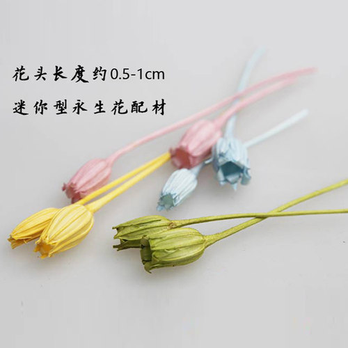 大地农园进口永生风铃果diy花材