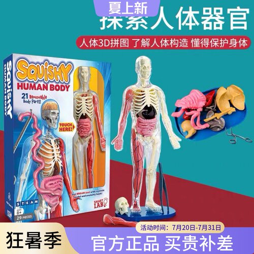 美国smartlab人体骨骼模型教学