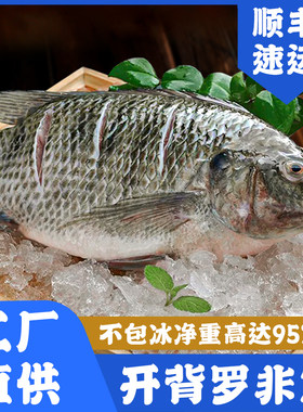 现杀冷冻开背罗非鱼免杀免处理